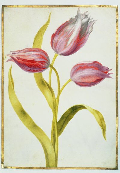 Tulips by Nicolas Robert